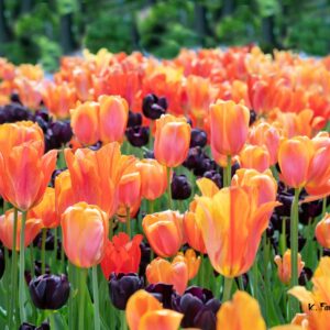 Tulips 10