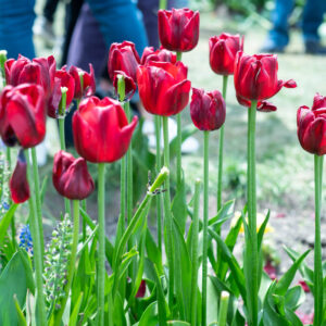 Tulips 4