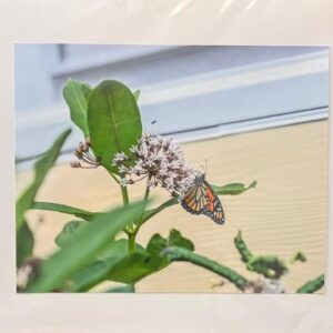 Beautiful Monarch