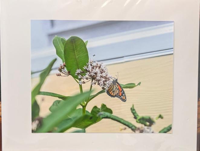Beautiful Monarch 1 Beautiful Monarch