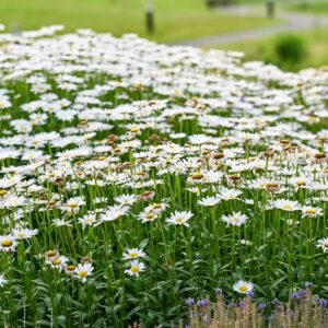 The White Meadow